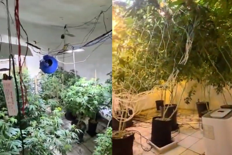 Uma plantação estruturada de maconha cultivada em ambiente controlado foi descoberta pela Polícia Civil em uma casa abandonada nos fundos...