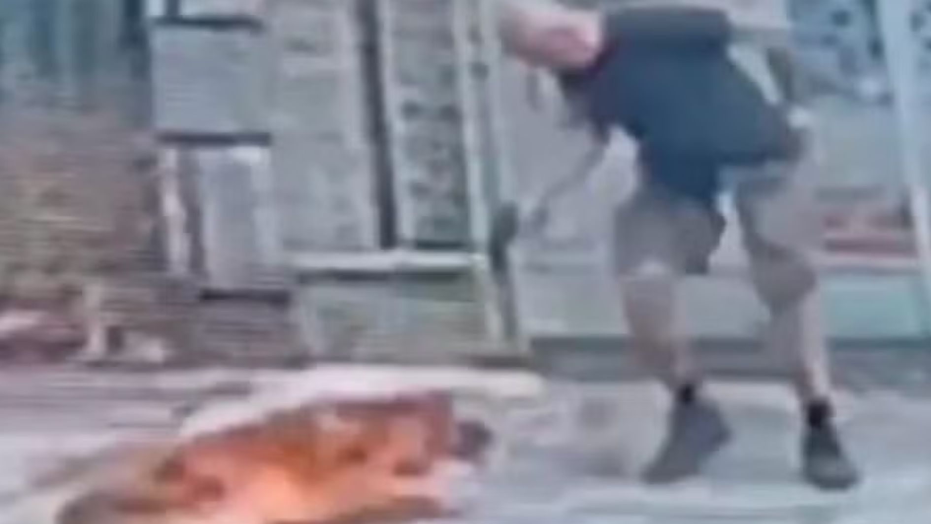 cachorro morto a tiros