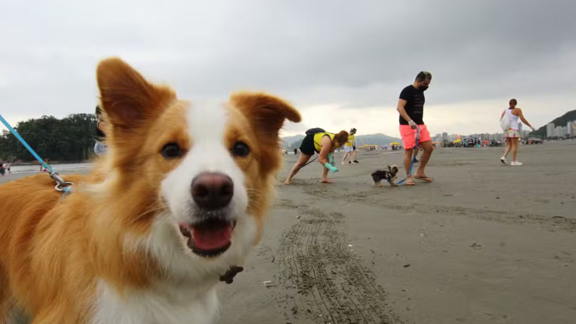 cães nas praias
