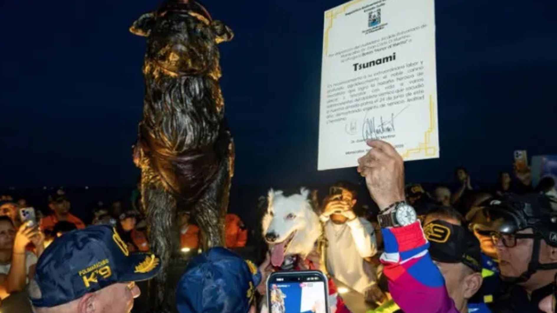 cão resgatista Tsunami