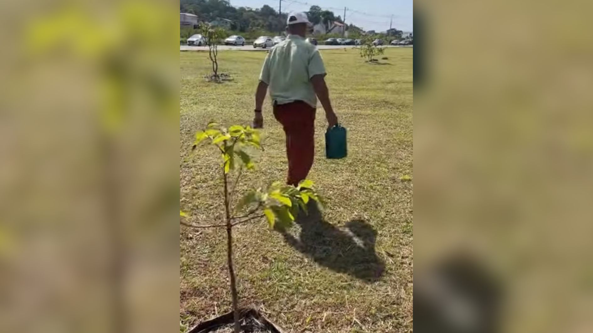 idoso planta árvores em Juiz de Fora