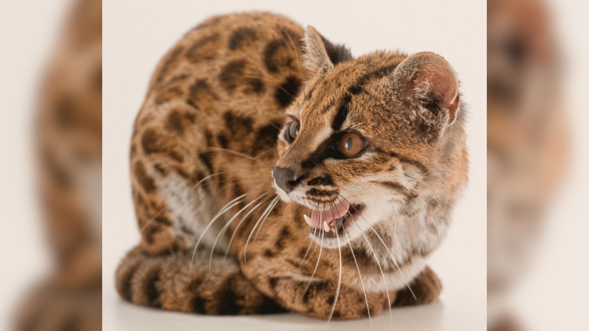 nova espécie de gato