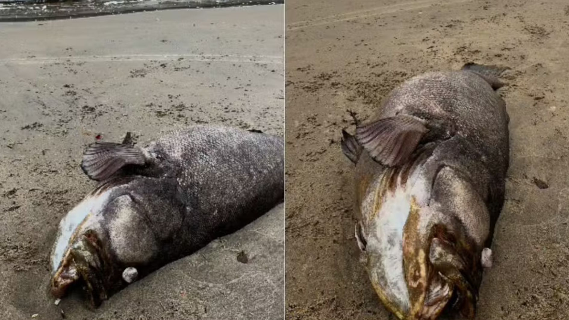 peixe mero de 2 metros