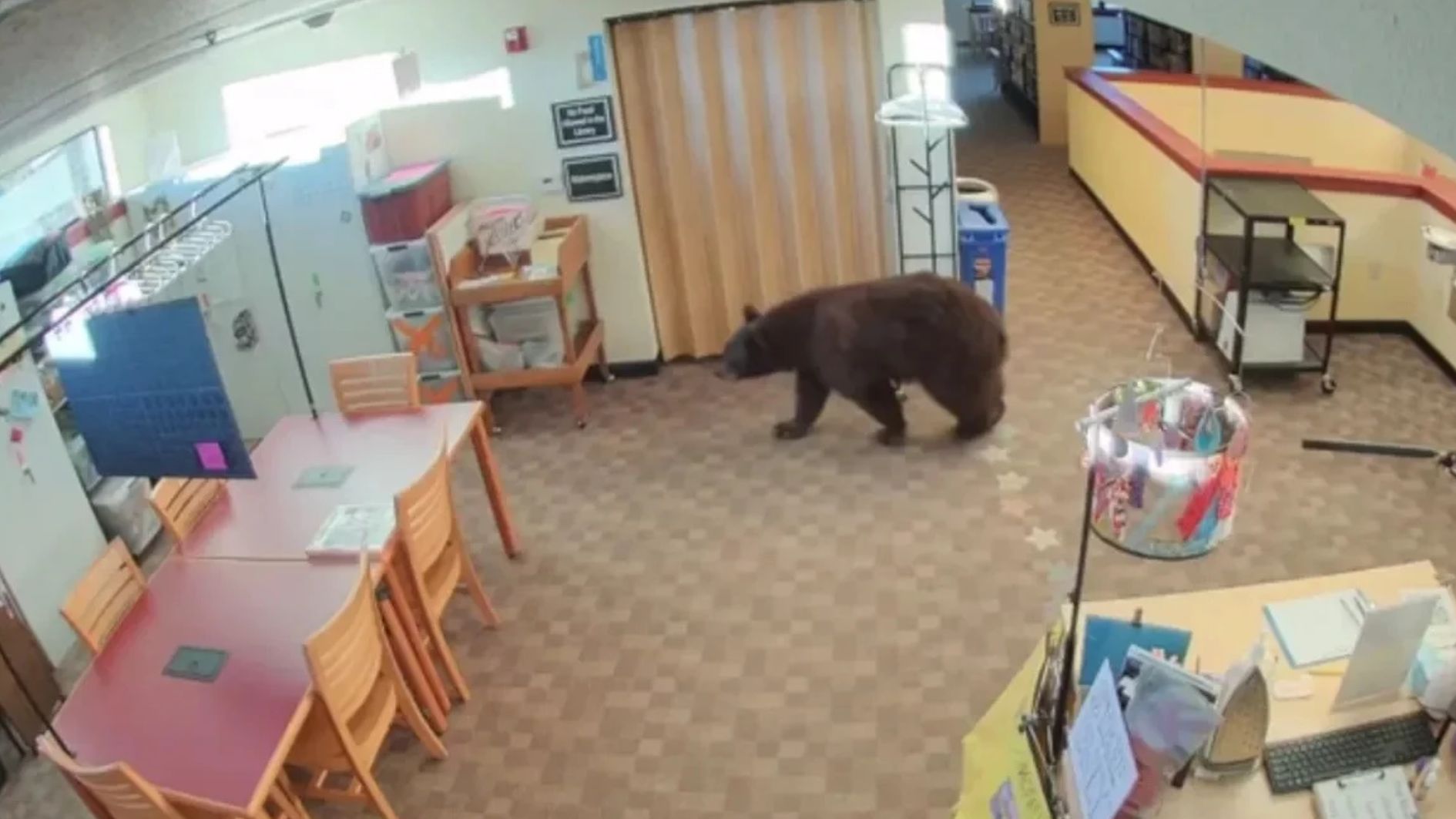 urso em biblioteca na Califórnia