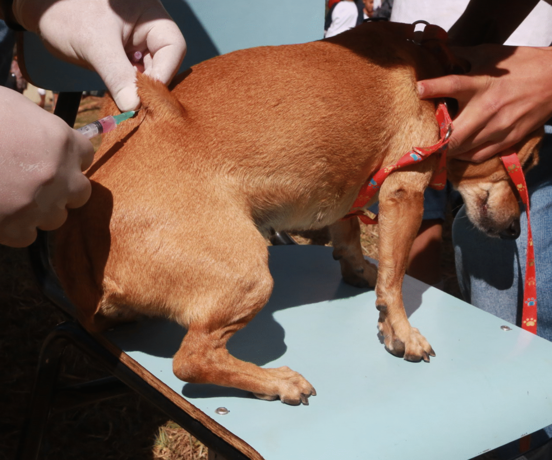 Cãozinho recebendo vacina antirrábica em Uberaba (Foto: Enerson Cleiton/Secom-PMU)