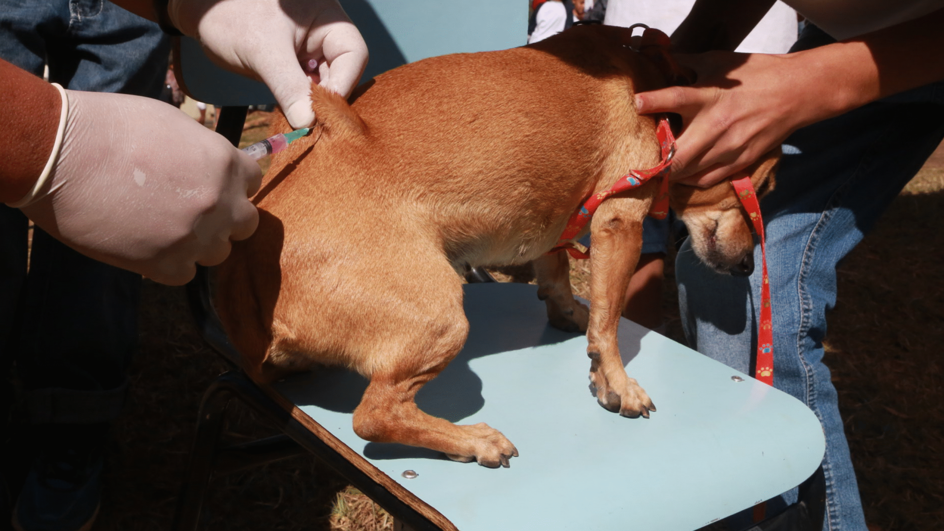 Cãozinho recebendo vacina antirrábica em Uberaba (Foto: Enerson Cleiton/Secom-PMU)