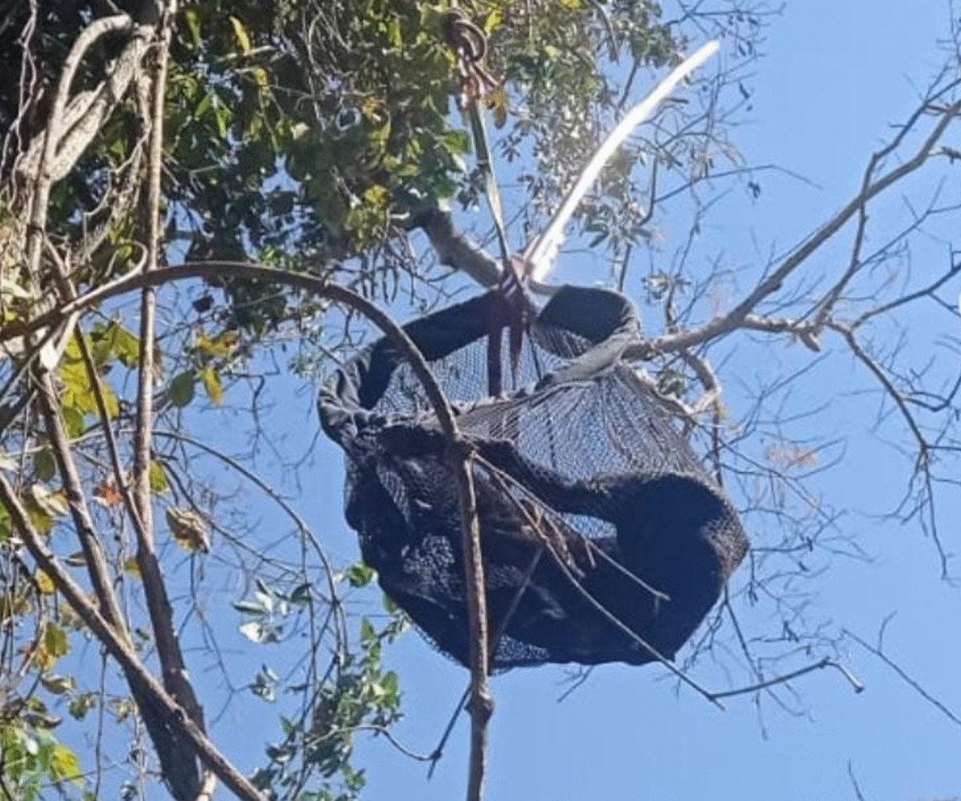 O cãozinho Alfredo ficou preso em uma árvore de 10 metros e precisou ser resgatado pelos bombeiros em Patos de Minas