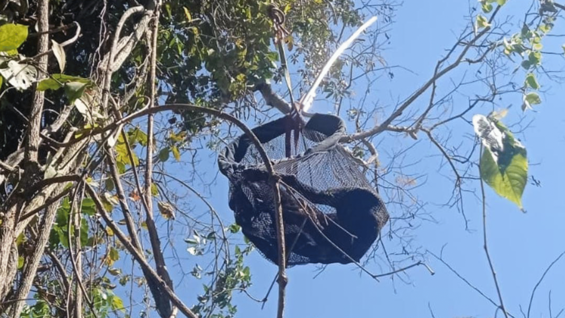 O cãozinho Alfredo ficou preso em uma árvore de 10 metros e precisou ser resgatado pelos bombeiros em Patos de Minas