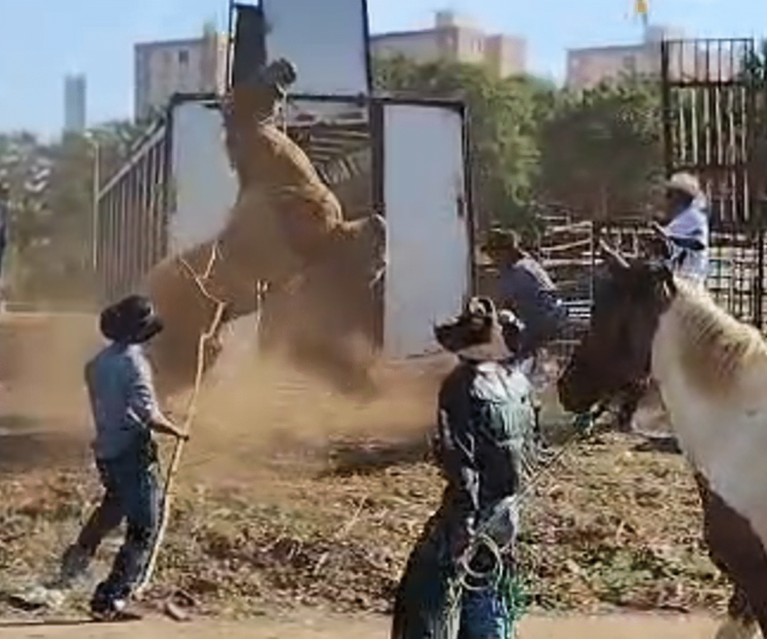 Ministério Público investiga maus-tratos a mula durante Cavalgada do Camaru em Uberlândia