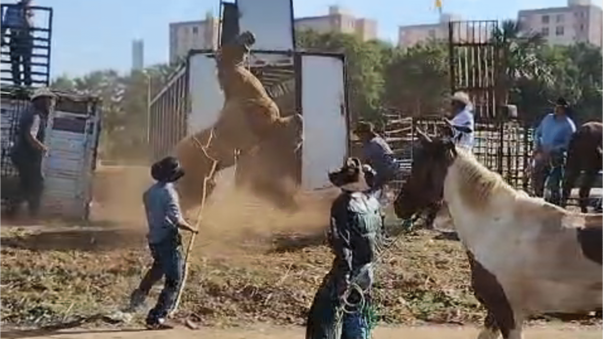 Ministério Público investiga maus-tratos a mula durante Cavalgada do Camaru em Uberlândia