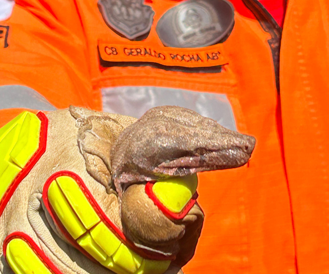 Serpente é encontrada escondida em roda de carro no Centro de Ituiutaba. Bombeiros foram acionados e realizaram o resgate com segurança (foto: divulgação/CBMG)