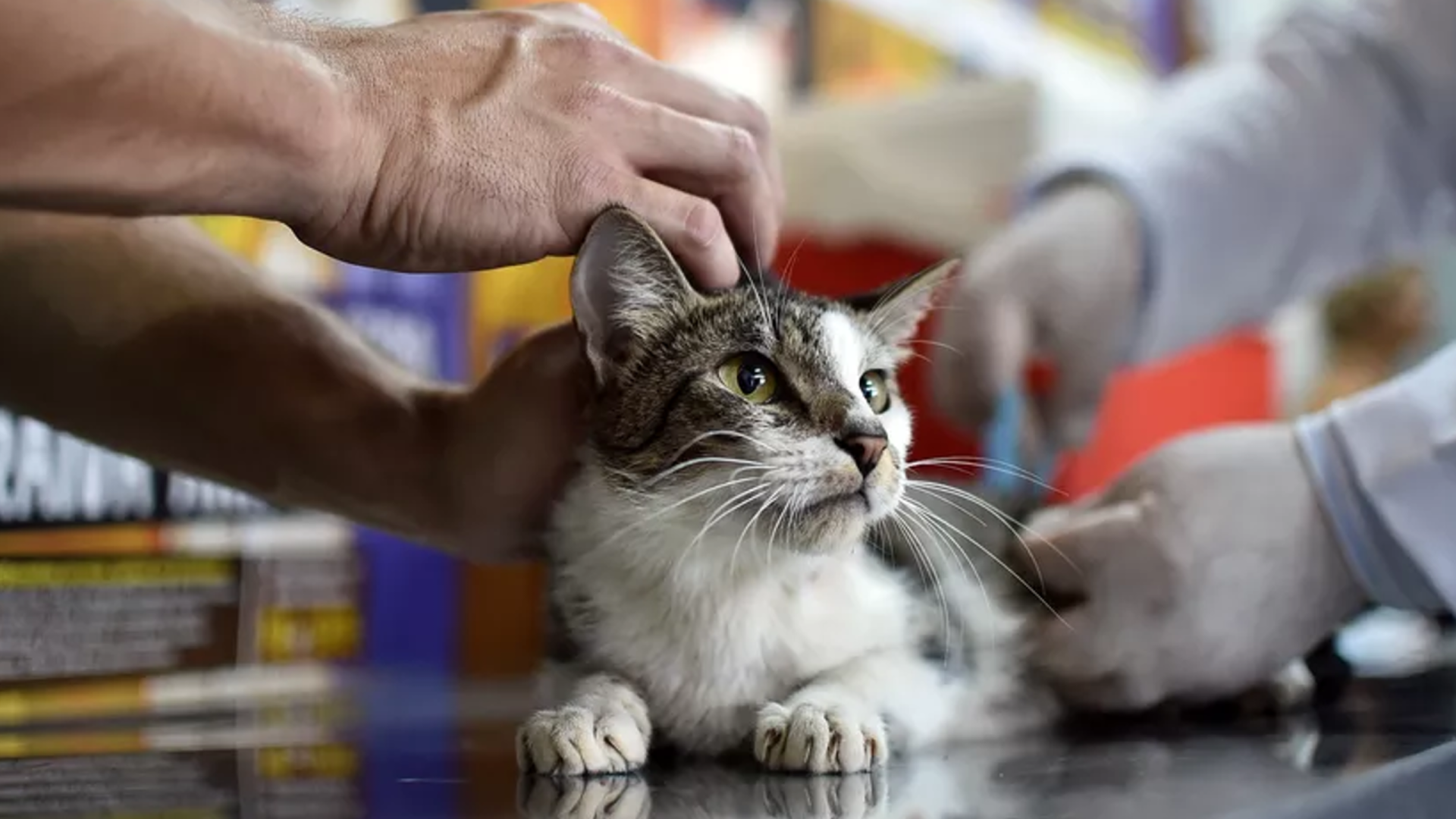 Gato recebe vacina antirrábica (foto: Andre Borges/Agência Brasília)