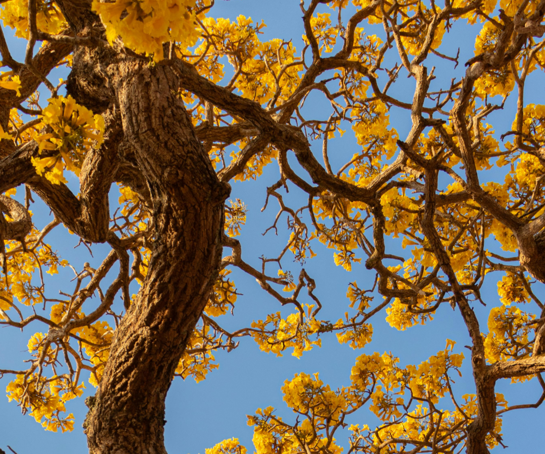 Ipê Amarelo, como representação para o mês de Setembro. (Foto de Moliv Fotografia: https://www.pexels.com/pt-br/foto/amarelo-arvore-outono-declinio-13421440/)