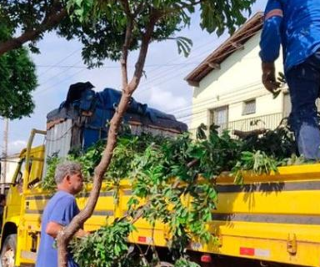 Prefeitura de Uberaba e Amvale promovem nesta sexta (12) o II Curso de Supressão e Podas de Árvores