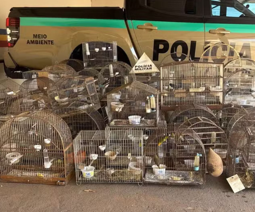 foto: divulgação/ PMMG)