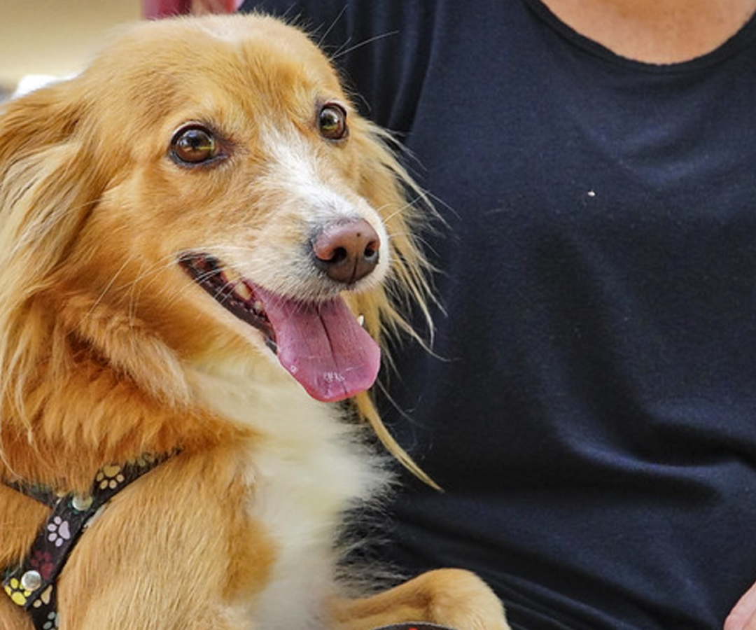 (foto: divulgação/ PMU)