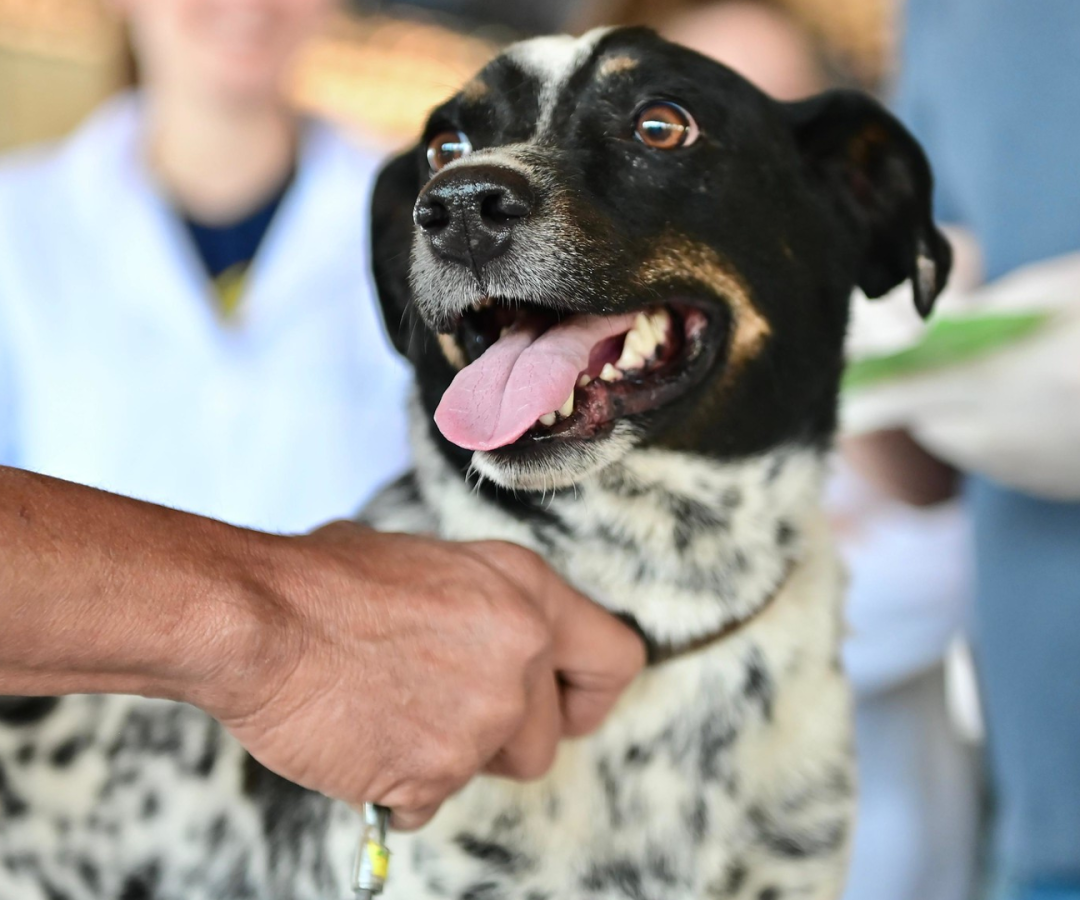 Dia D de Vacinação Antirrábica imuniza 273 animais em Uberaba (foto: divulgação/ André Santos /PMU)