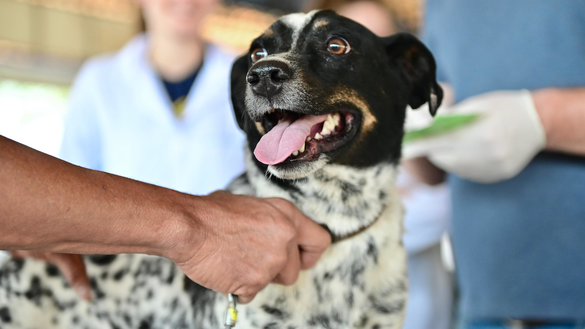 Dia D de Vacinação Antirrábica imuniza 273 animais em Uberaba (foto: divulgação/ André Santos /PMU)