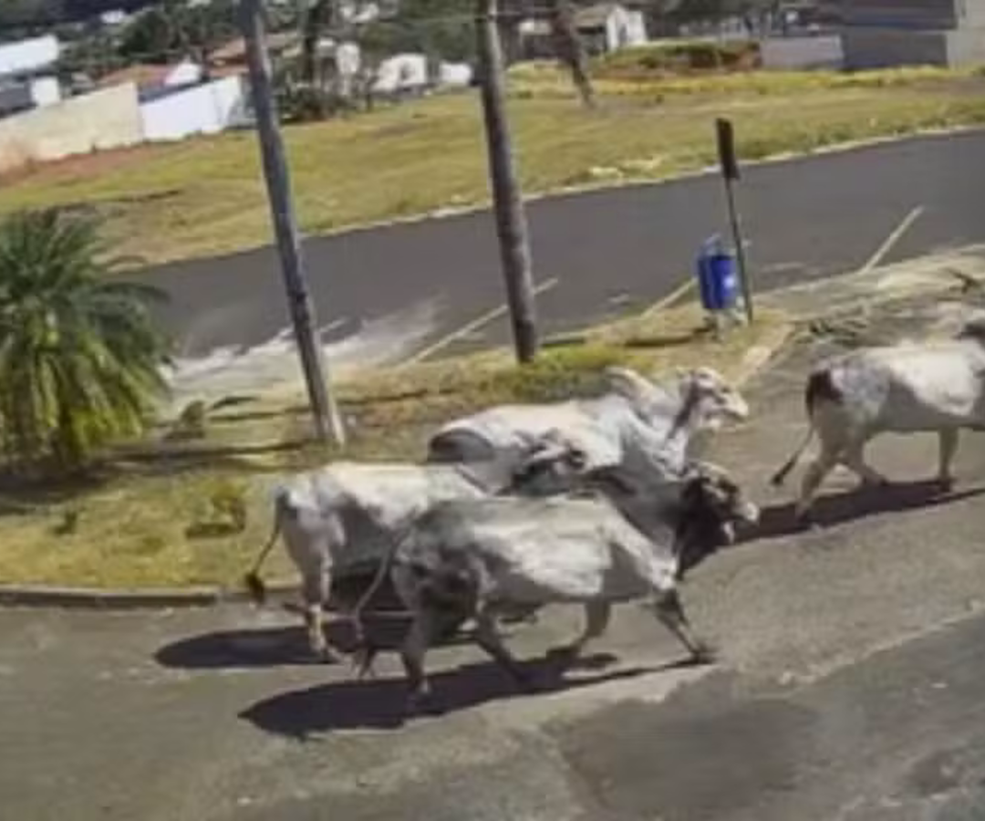Quatro animais fugiram durante desembarque e chegaram a percorrer várias ruas da cidade (foto: reprodução/ câmeras de segurança)