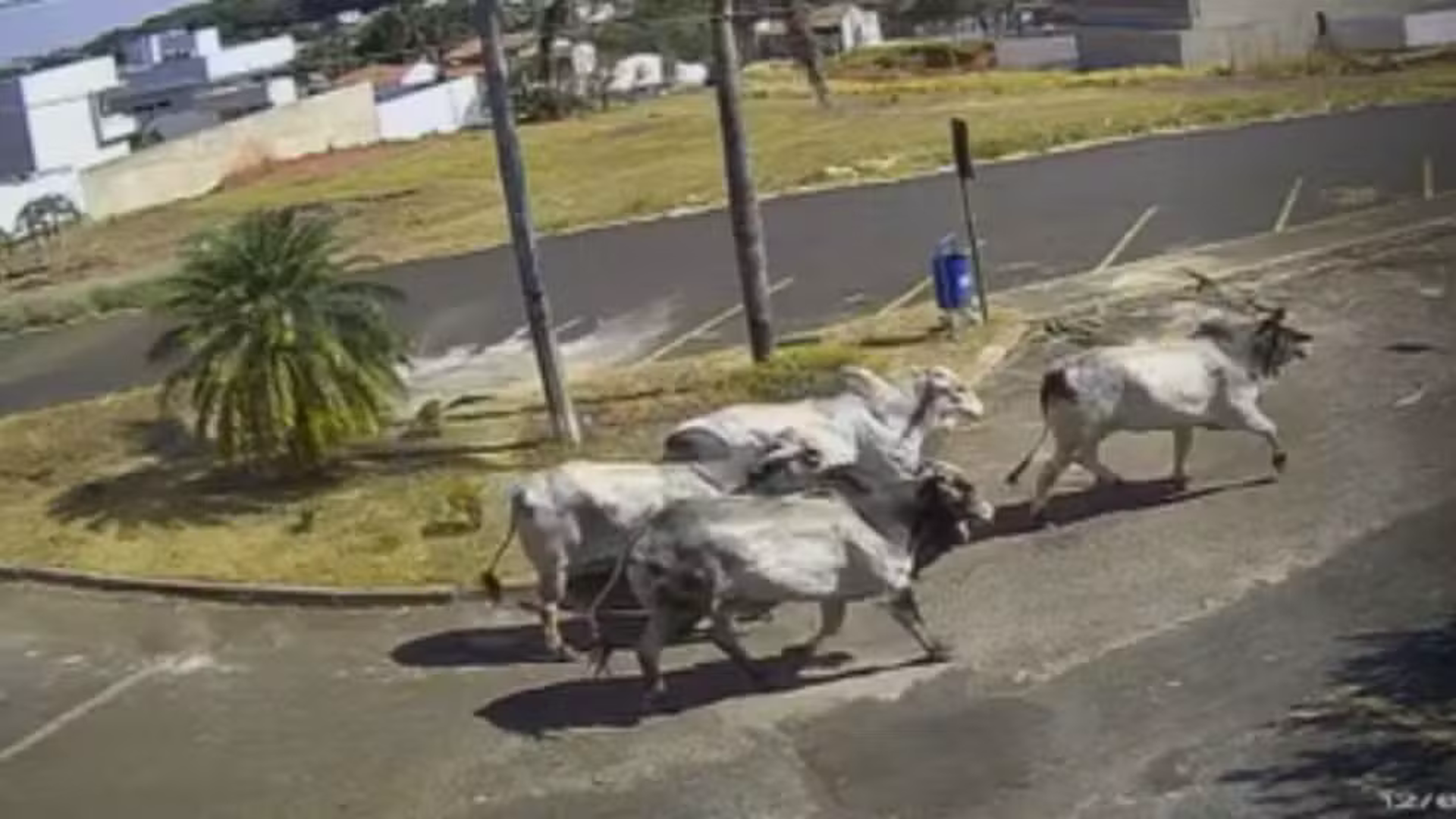 Quatro animais fugiram durante desembarque e chegaram a percorrer várias ruas da cidade (foto: reprodução/ câmeras de segurança)