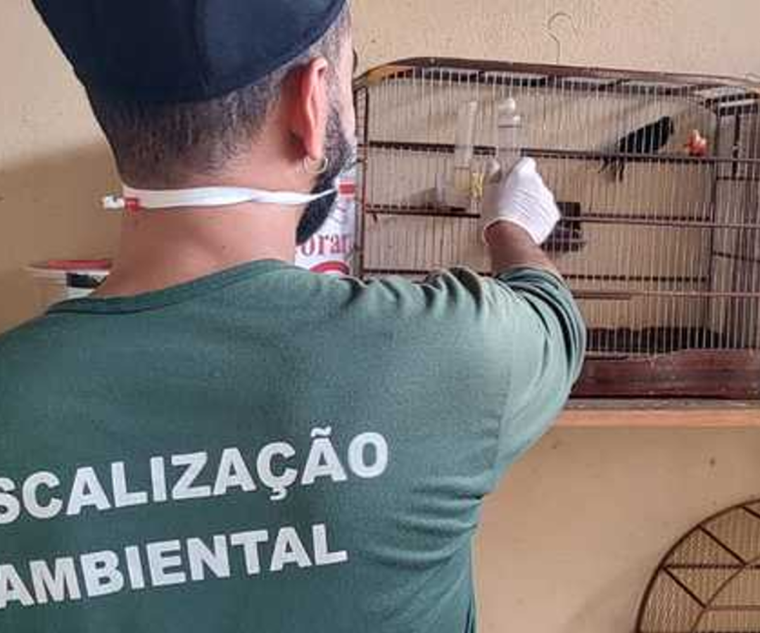 (foto: divulgação/ Semad)