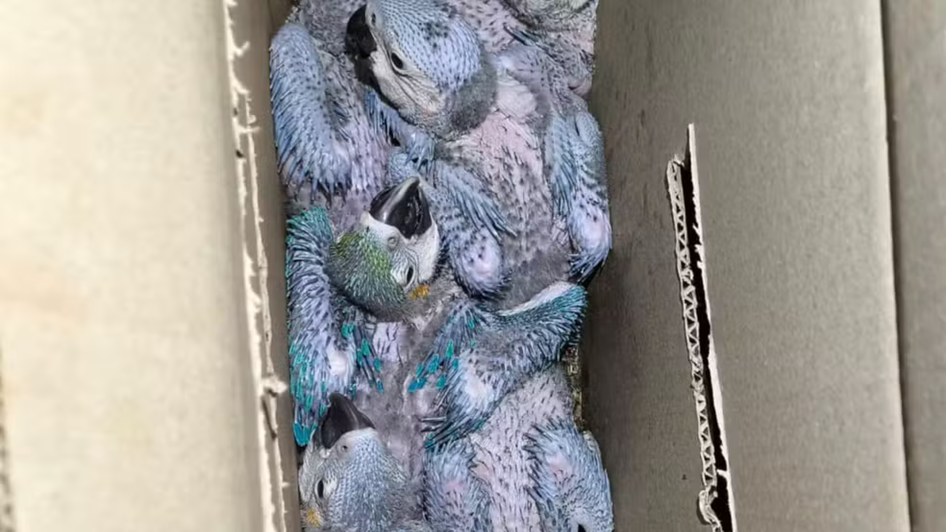 Apreensão de aves silvestres ocorre na MGC-497, em Iturama (foto: PM/divulgação)