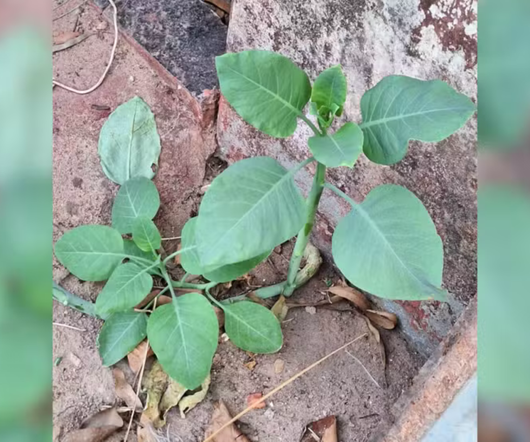 (foto: divulgação/ corpo de bombeiros)