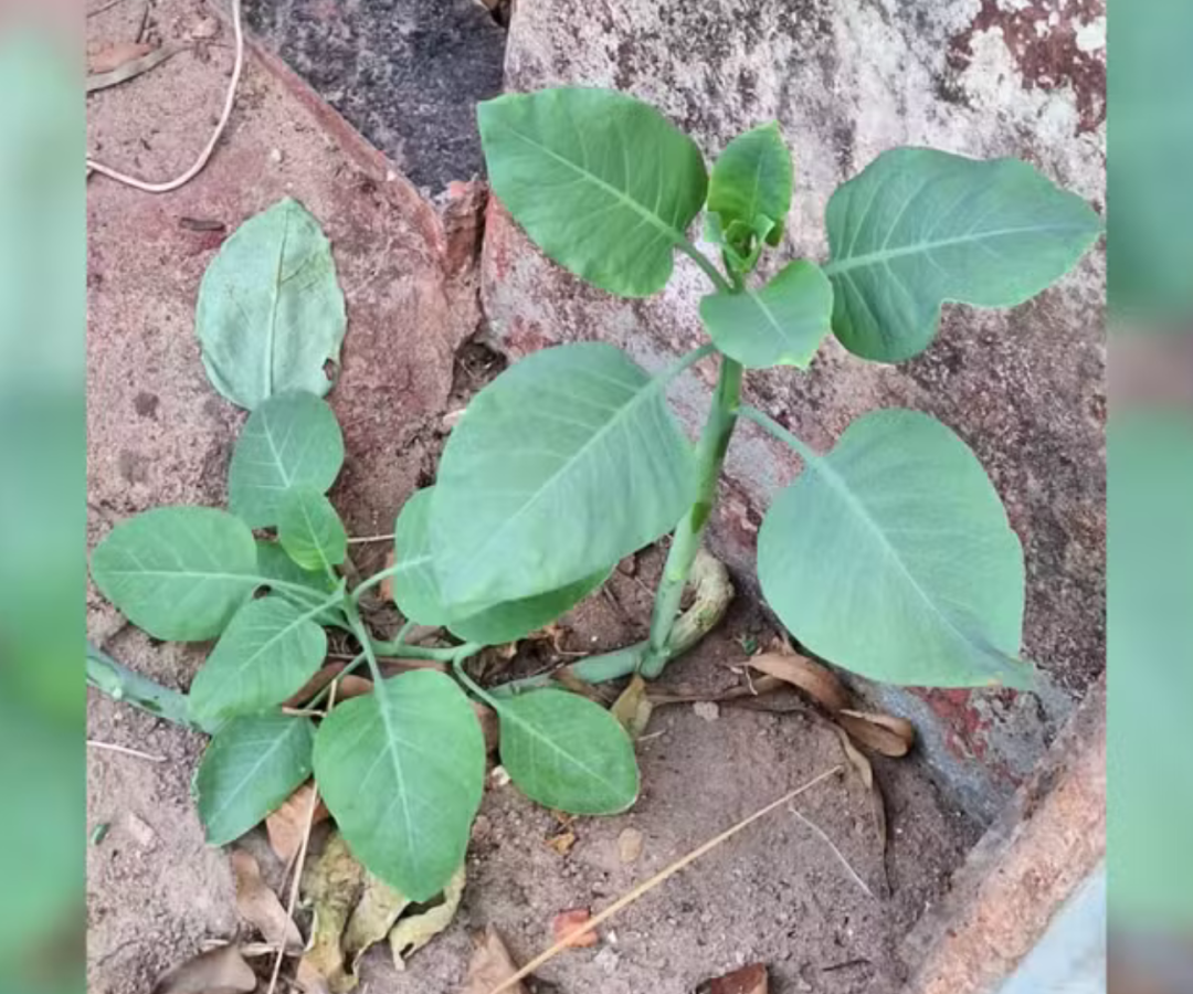 (foto: divulgação/ PMMG)