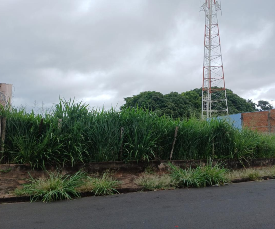 Terreno baldio em  Uberaba apresenta lixo acumulado e descuido, gerando risco à saúde e ao meio ambiente (foto: reprodução)