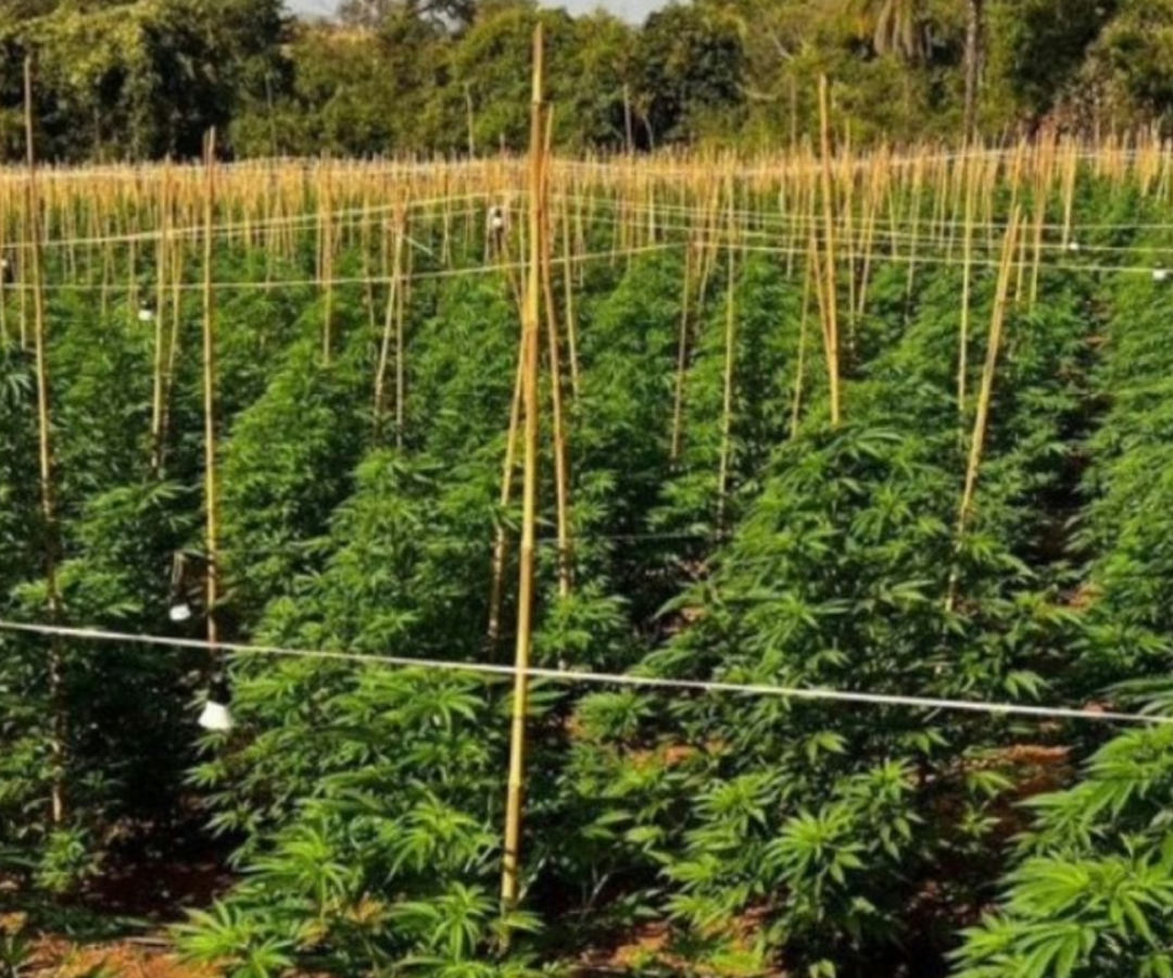 (foto: divulgação/ PMMG)