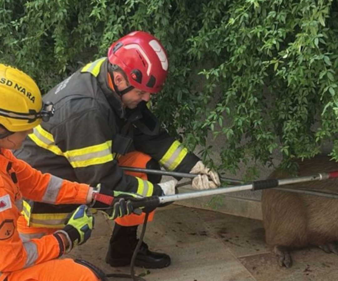 (foto: divulgação/ Corpo de Bombeiros)