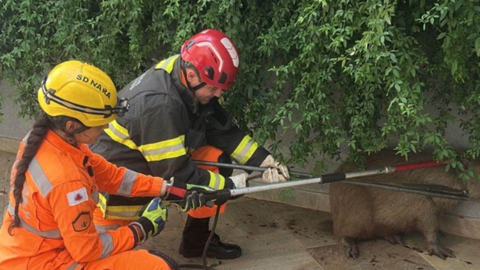 (foto: divulgação/ Corpo de Bombeiros)