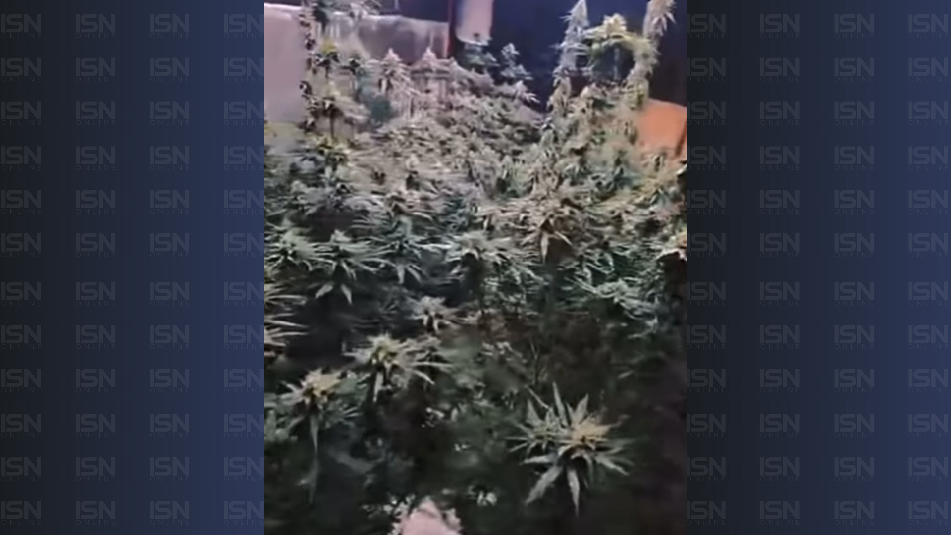 (foto: reprodução/ regionalzão)