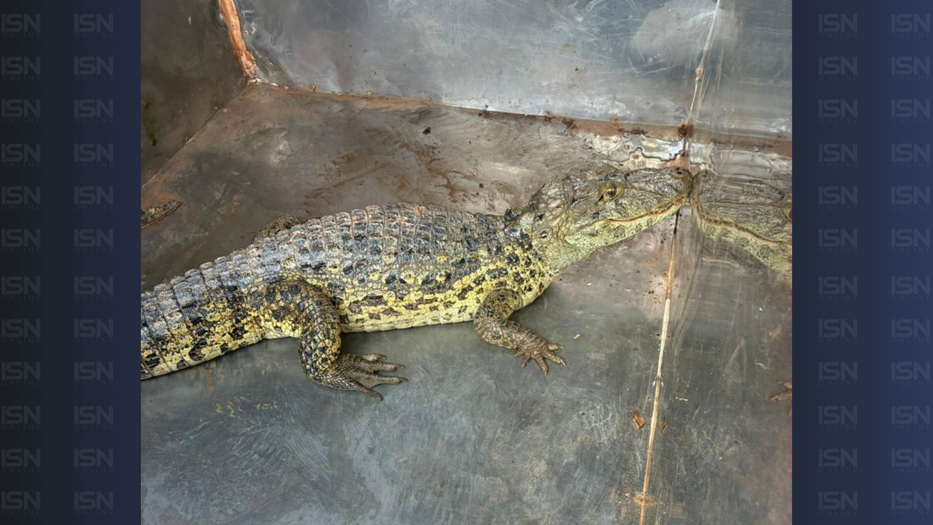 Foto: divulgação/Patos Hoje)