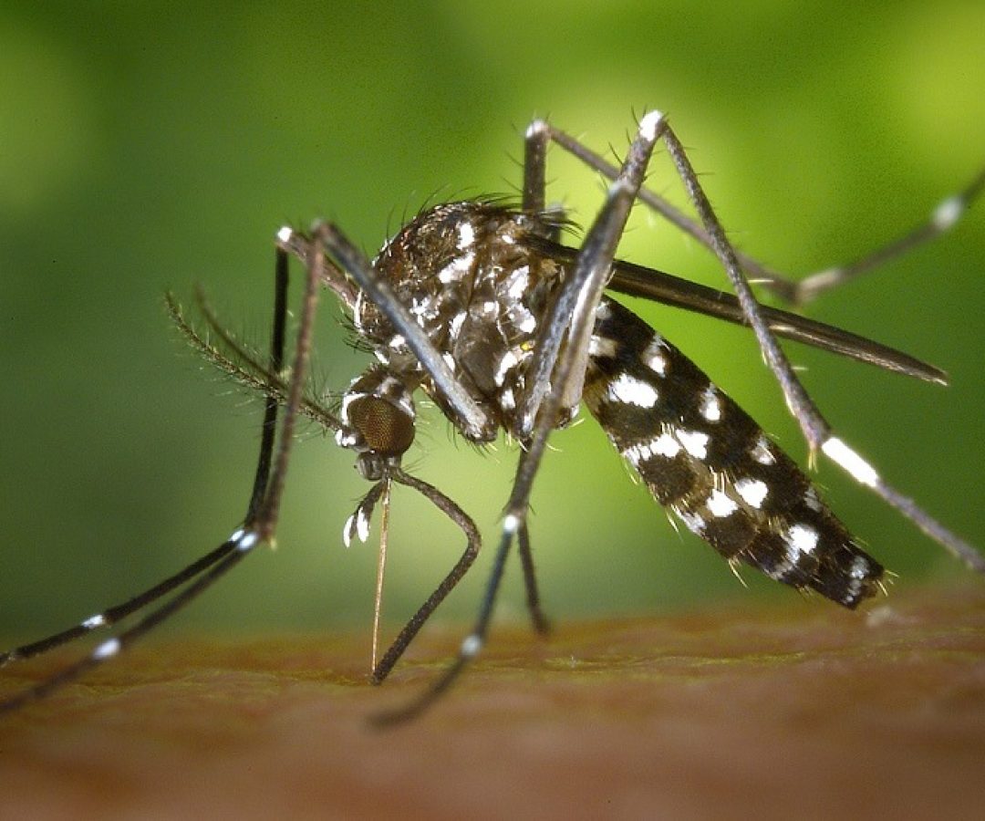 O município de Cubatão, no litoral paulista, apresenta 156 casos confirmados de dengue, segundo o boletim epidemiológico divulgado...