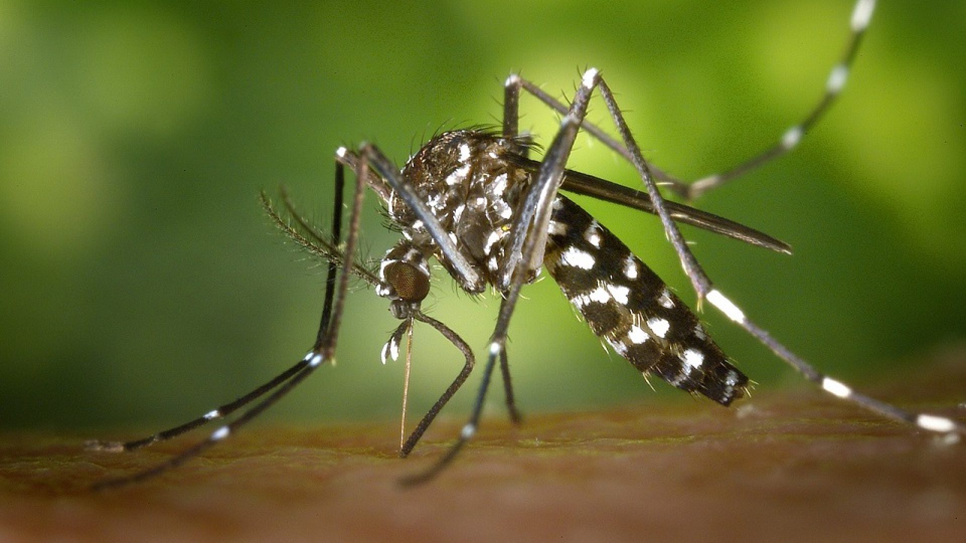 O município de Cubatão, no litoral paulista, apresenta 156 casos confirmados de dengue, segundo o boletim epidemiológico divulgado...