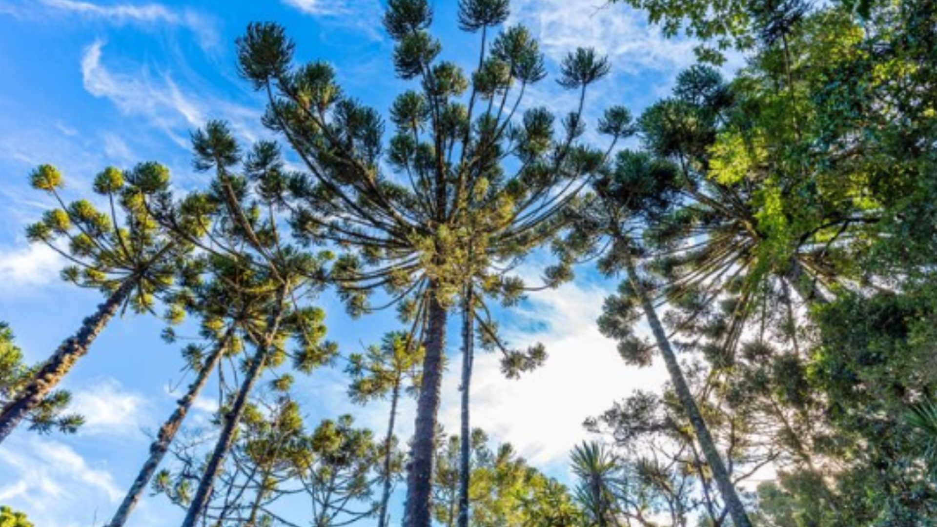 Adolescente sofre choque elétrico ao colher pinhão em SC