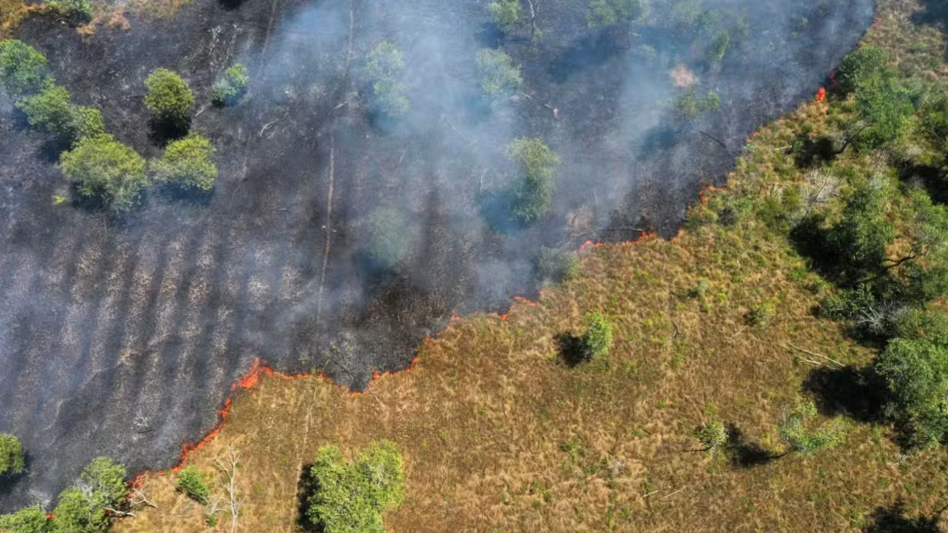 Amazônia