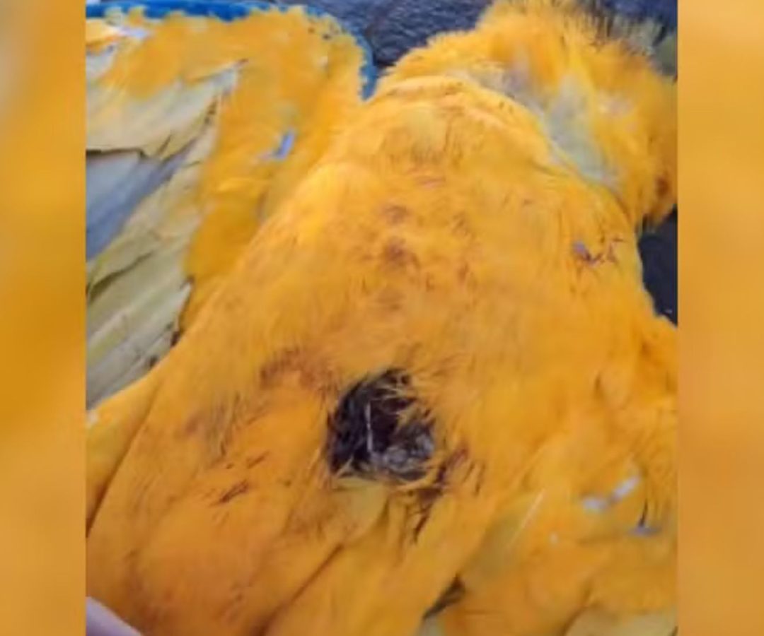 Arara-canindé é encontrada morta com marca de tiro em MG