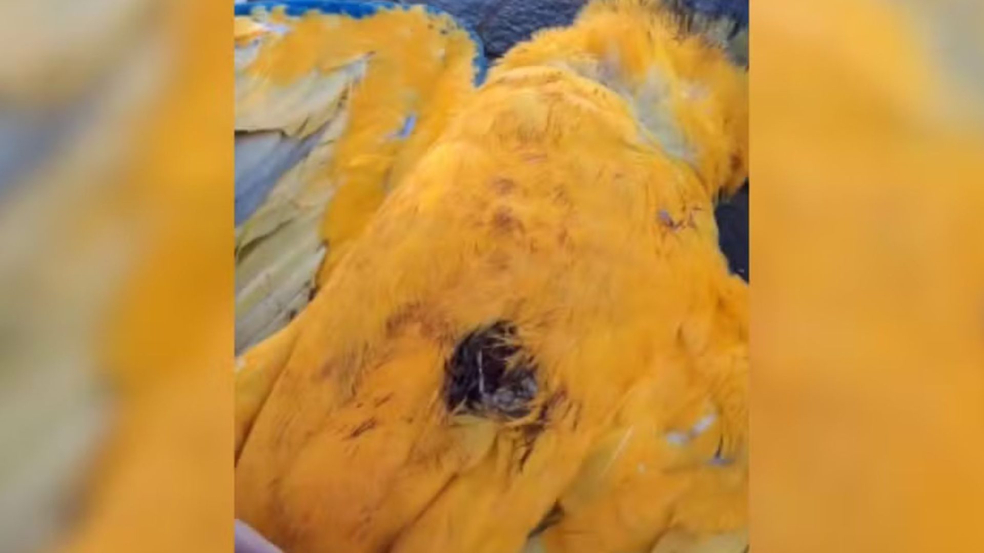 Arara-canindé é encontrada morta com marca de tiro em MG