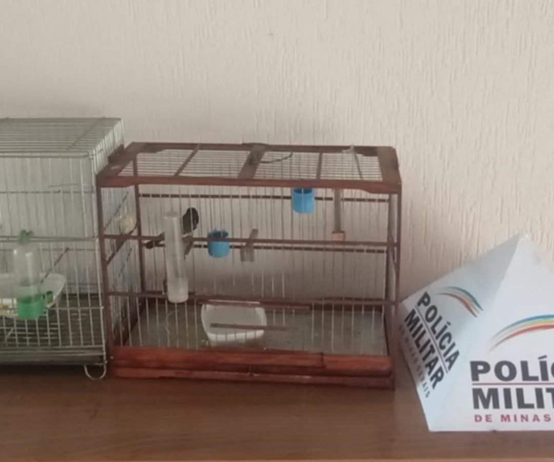 Aves silvestres resgatadas em Uberaba