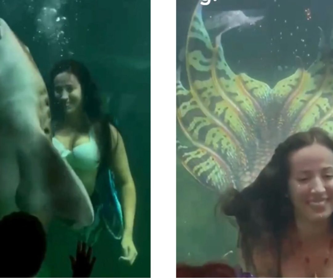 Bióloga viraliza ao mergulhar como sereia com tubarões no Guarujá