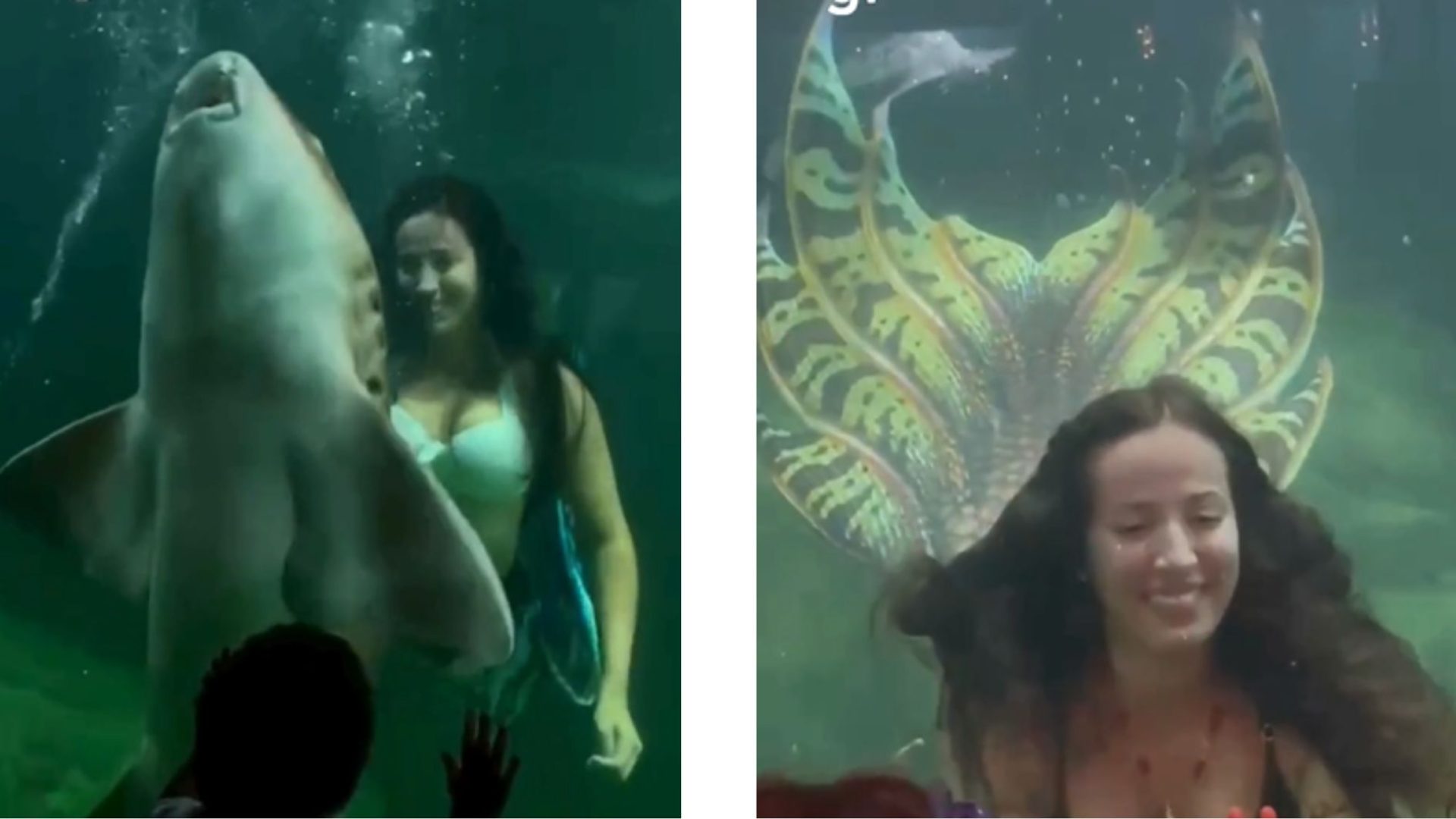 Bióloga viraliza ao mergulhar como sereia com tubarões no Guarujá
