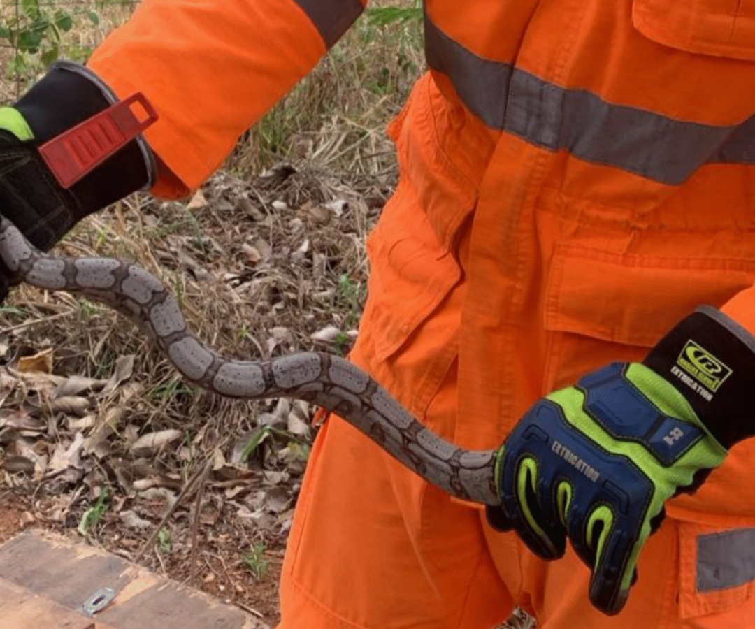 Bombeiros capturam jiboia em Uberaba
