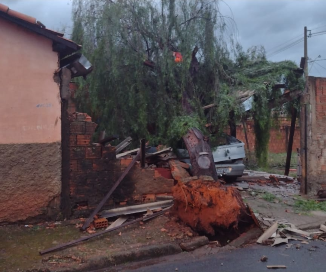 Bombeiros de Uberaba registram quedas de árvore