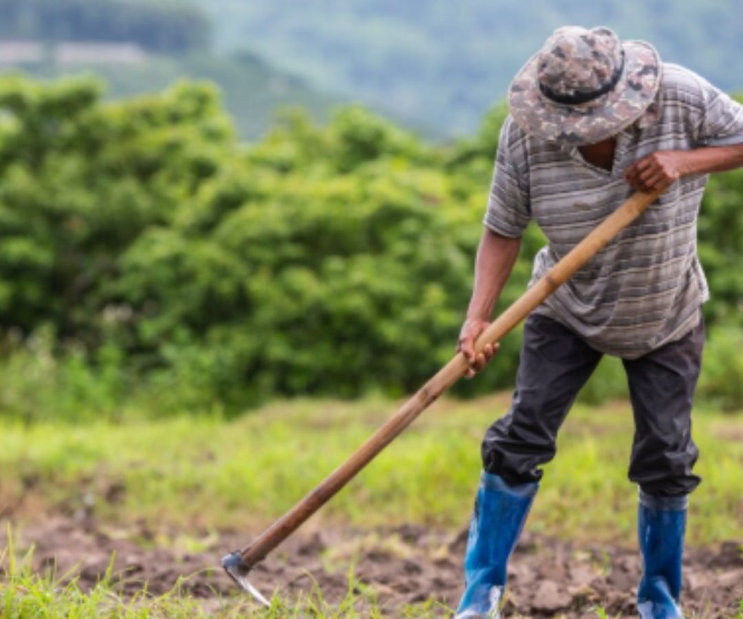 Calor extremo ameaça agricultura global, diz ONU