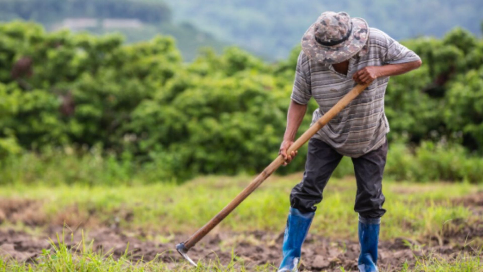 Calor extremo ameaça agricultura global, diz ONU