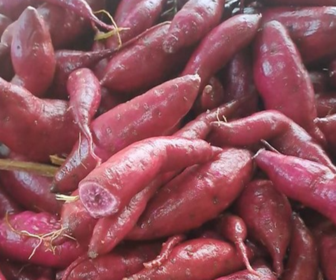 A farinha de batata-doce “Jaózinho” se diferencia pela alta concentração de proteínas (foto: divulgação/PMU