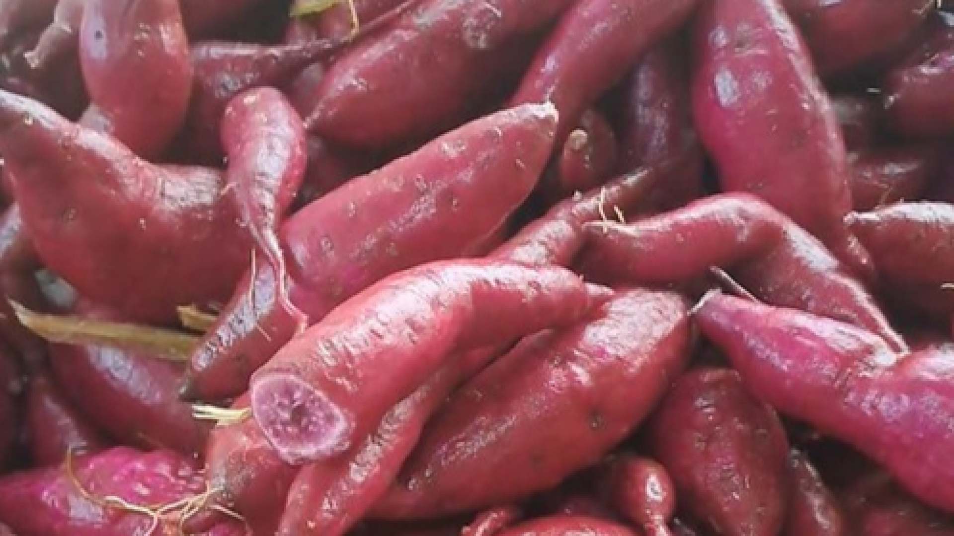 A farinha de batata-doce “Jaózinho” se diferencia pela alta concentração de proteínas (foto: divulgação/PMU