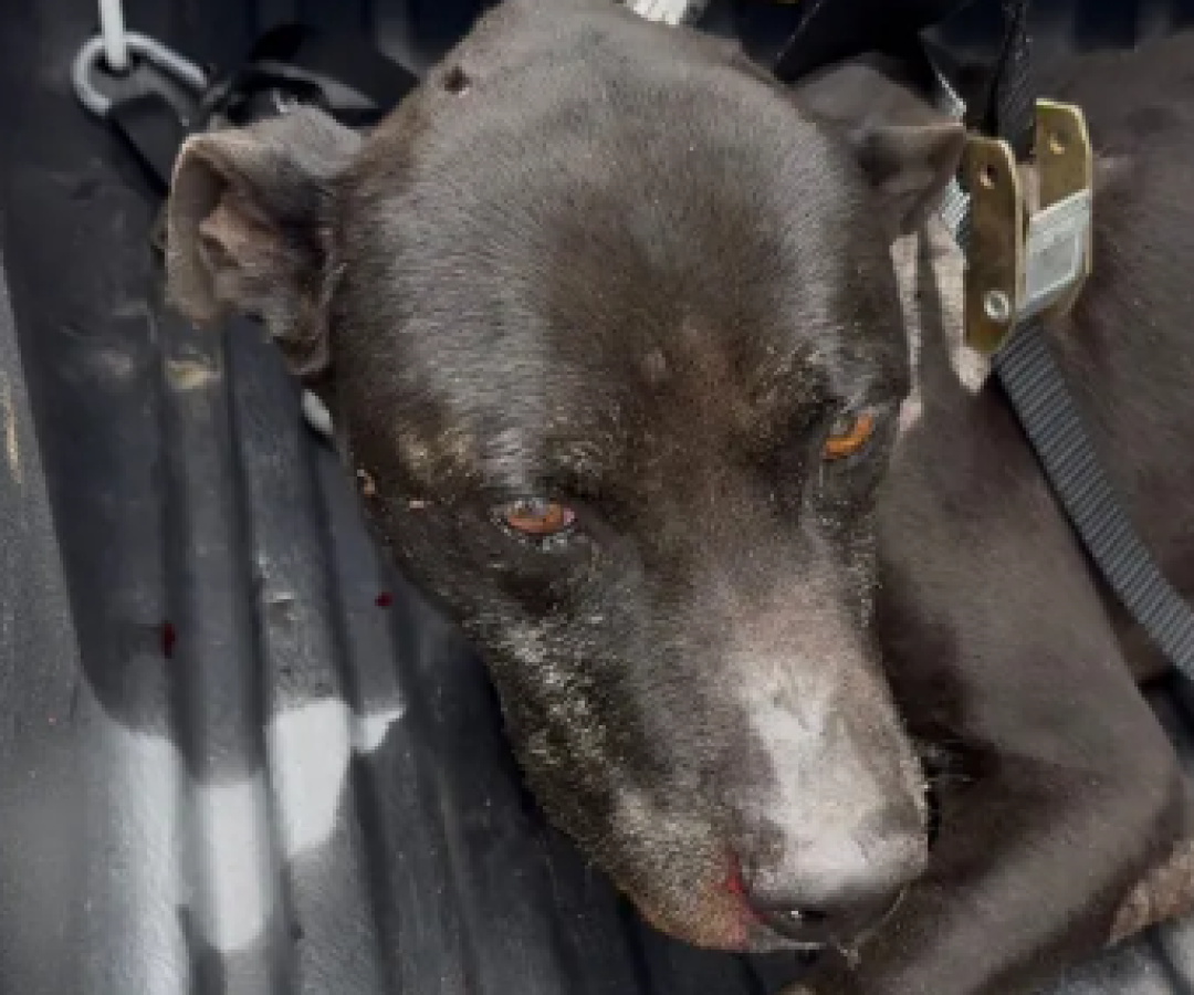 Divulgação / Polícia Militar de Meio Ambiente